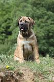 BOERBULL 034
